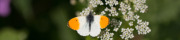 Papillons
