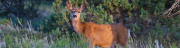 Zanimaux