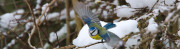 Zoiseaux