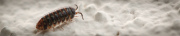 insectes divers