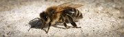 insectes
