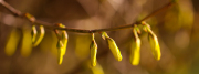prntemps_1