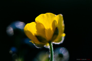 Fleur_jaune_150506