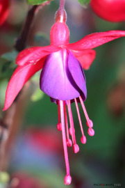 Fleure Trompette_131017