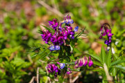 Fleurs_des_bois-1