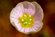 Fleurs_des_bois-10