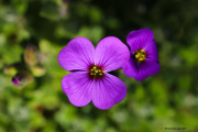 Fleurs_des_bois-11