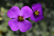 Fleurs_des_bois-12