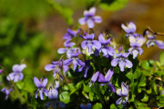 Fleurs_des_bois-2