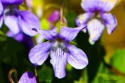 Fleurs_des_bois-3