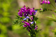 Fleurs_des_bois-4