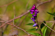 Fleurs_des_bois-5