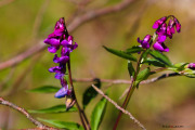 Fleurs_des_bois-6