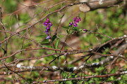 Fleurs_des_bois-7