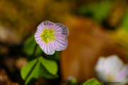 Fleurs_des_bois-8