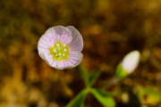 Fleurs_des_bois-9