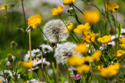 Fleurs_des_champs_150510