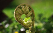 Fougere_140426