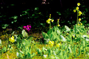 Intruse_2