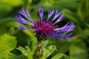 Les _fleurs_du_Creux_du_Van-1