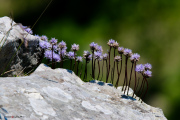 Les _fleurs_du_Creux_du_Van-11
