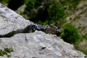 Les _fleurs_du_Creux_du_Van-12