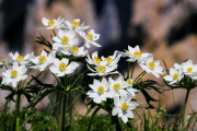 Les _fleurs_du_Creux_du_Van-13