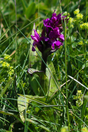 Les _fleurs_du_Creux_du_Van-14