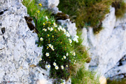 Les _fleurs_du_Creux_du_Van-15