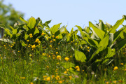 Les _fleurs_du_Creux_du_Van-16