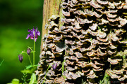 Les _fleurs_du_Creux_du_Van-17