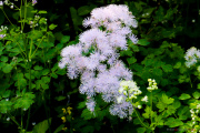 Les _fleurs_du_Creux_du_Van-2