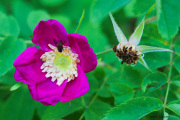 Les _fleurs_du_Creux_du_Van-3