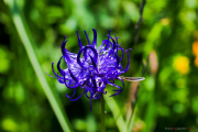 Les _fleurs_du_Creux_du_Van-4