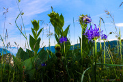 Les _fleurs_du_Creux_du_Van-5