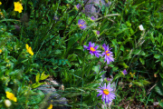 Les _fleurs_du_Creux_du_Van-6