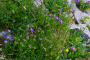 Les _fleurs_du_Creux_du_Van-7