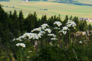 Les _fleurs_du_Creux_du_Van-8