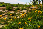 Les _fleurs_du_Creux_du_Van-9