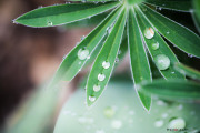 Lupin_140426