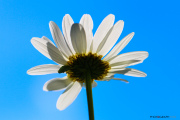 Mrguerites_150527-1