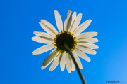 Mrguerites_150527-2