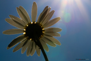 Mrguerites_150527-3