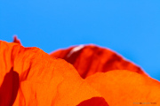 Pavot-2