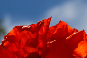 Pavot_140524