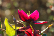 Rose_de_Noel_1-1