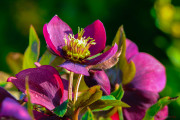 Rose_de_Noel_2-1
