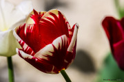 Tulipe-24