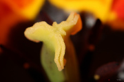 Tulipes-21