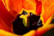 Tulipes-22